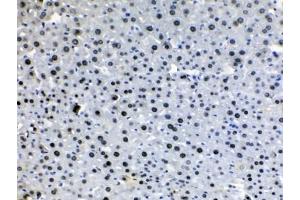 IHC testing of FFPE mouse liver tissue with HDGF antibody at 1ug/ml. (HDGF Antikörper  (AA 61-97))