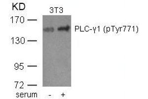 Western blot analysis of extracts from 3T3 cells untreated or treated with serum using PLC-g1(phospho-Tyr771) Antibody. (Phospholipase C gamma 1 Antikörper  (pTyr771))
