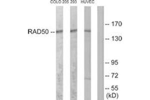 Western blot analysis of extracts from COLO205/293/HuvEc cells, using RAD50 Antibody. (RAD50 Antikörper  (AA 681-730))