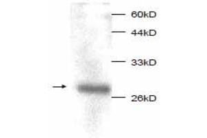Western Blotting (WB) image for anti-Macrophage Migration Inhibitory Factor (Glycosylation-Inhibiting Factor) (MIF) (full length) antibody (ABIN1854218) (MIF Antikörper  (full length))