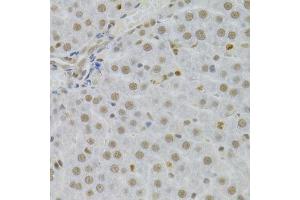 Immunohistochemistry of paraffin-embedded human liver using SFN Antibody. (14-3-3 sigma/SFN Antikörper  (AA 1-248))