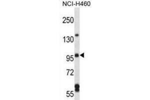 Western Blotting (WB) image for anti-rho Guanine Nucleotide Exchange Factor (GEF) 26 (ARHGEF26) antibody (ABIN2997277) (SGEF Antikörper)