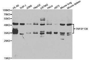 Western blot analysis of extracts of various cell lines, using TNFSF13B antibody. (BAFF Antikörper  (AA 76-285))