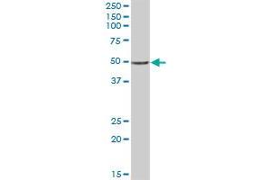 C20orf3 MaxPab polyclonal antibody. (APMAP Antikörper  (AA 1-416))