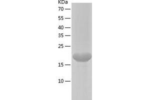 Western Blotting (WB) image for Jun Dimerization Protein 2 (JDP2) (AA 1-163) protein (His tag) (ABIN7123651) (JDP2 Protein (AA 1-163) (His tag))