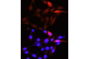 Immunofluorescence analysis of NIH-3T3 cells using PLK1 Rabbit pAb (ABIN3023351, ABIN3023352, ABIN3023353 and ABIN6219645) at dilution of 1:100 (40x lens). (PLK1 Antikörper  (AA 304-603))