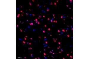 Immunofluorescence of paraffin embedded mouse brain using HRP3 (ABIN7074198) at dilution of 1:2000 (400x lens) (HDGFRP3 Antikörper)