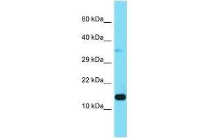 Host: Rabbit Target Name: LAMTOR3 Sample Type: 293T Whole Cell lysates Antibody Dilution: 1. (MAPKSP1 Antikörper  (N-Term))