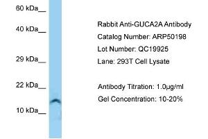 Western Blotting (WB) image for anti-Guanylate Cyclase Activator 2A (Guanylin) (GUCA2A) (Middle Region) antibody (ABIN2784089) (GUCA2A Antikörper  (Middle Region))