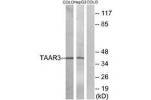 Western blot analysis of extracts from COLO/HepG2 cells, using TAAR3 Antibody.