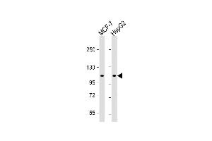 All lanes : Anti-G9L1 Antibody  at 1:1000 dilution Lane 1: MCF-7 whole cell lysate Lane 2: HepG2 whole cell lysate Lysates/proteins at 20 μg per lane. (ATG9A Antikörper  (AA 723-753))