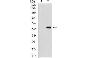 Western blot analysis using SHH mAb against HEK293 (1) and SHH (AA: 26-161)-hIgGFc transfected HEK293 (2) cell lysate.