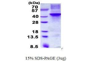 Image no. 1 for Apolipoprotein H (Beta-2-Glycoprotein I) (APOH) (AA 20-345) protein (His tag) (ABIN1098711)