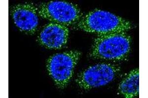 Confocal immunofluorescent analysis of Hela cells using MUTYH Antibody , followed by Alexa Fluor® 488-conjugated goat anti-rabbit lgG (green). (MUTYH Antikörper  (Middle Region))