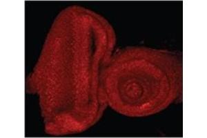 AP32085PU-N E2F1 Antibody staining of the Drosophila Eye-Antennal Imaginal Disc at 0. (E2F1 Antikörper  (Internal Region))
