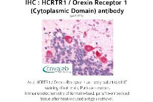 Image no. 1 for anti-Hypocretin (Orexin) Receptor 1 (HCRTR1) (3rd Cytoplasmic Domain) antibody (ABIN1735352) (HCRTR1 Antikörper  (3rd Cytoplasmic Domain))