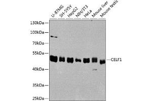 Western blot analysis of extracts of various cell lines, using CELF1 antibody (ABIN6131012, ABIN6138399, ABIN6138400 and ABIN6221641) at 1:1000 dilution. (CELF1 Antikörper  (AA 108-483))