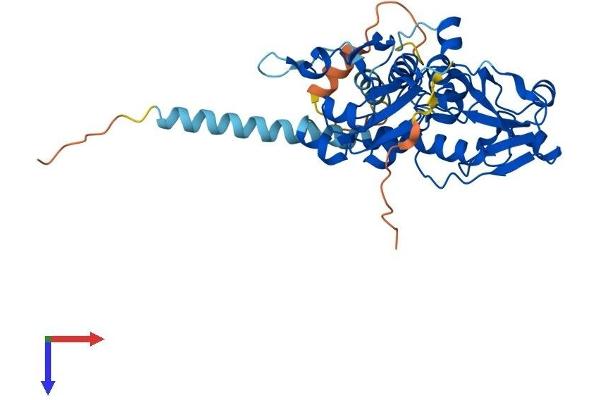 PCYT2 Protein (AA 1-389) (His tag)