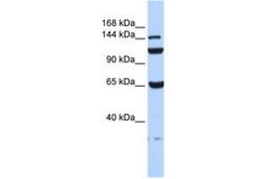 Image no. 1 for anti-Chromosome 17 Open Reading Frame 57 (C17orf57) (AA 72-121) antibody (ABIN6741196) (C17orf57 Antikörper  (AA 72-121))