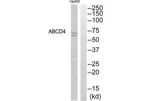 Western Blotting (WB) image for anti-ATP-Binding Cassette, Sub-Family D (Ald), Member 4 (ABCD4) (Internal Region) antibody (ABIN1850848)