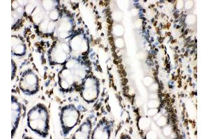 Anti- Lamin B1 Picoband antibody, IHC(P) IHC(P): Rat Intestine Tissue