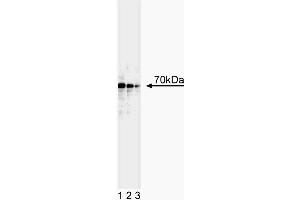 Western blot analysis of p73. (Tumor Protein p73 Antikörper  (AA 380-367))