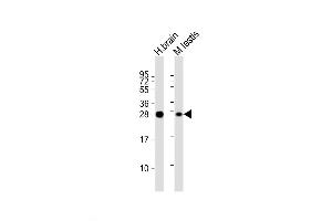Western Blot at 1:2000 dilution Lane 1: human brain lysate Lane 2: mouse testis lysate Lysates/proteins at 20 ug per lane. (PLD6 Antikörper  (AA 125-154))