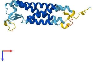 PERP Protein (AA 1-193) (His tag)