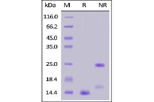 SDS-PAGE (SDS) image for Transforming Growth Factor, beta 1 (TGFB1) (AA 279-390) (Active) protein (AVI tag,Biotin) (ABIN6973277)