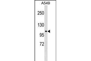 HECTD3 Antibody (C-term) (ABIN1537576 and ABIN2849063) western blot analysis in A549 cell line lysates (35 μg/lane).