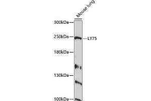 Western blot analysis of extracts of mouse lung, using LY75 antibody  at 1:1000 dilution. (LY75/DEC-205 Antikörper  (AA 440-680))