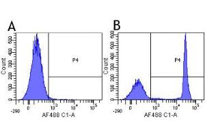 Flow-cytometry using the anti-CD4 research biosimilar antibody Clenoliximab (CE9. (Rekombinanter CD4 (Clenoliximab Biosimilar) Antikörper)