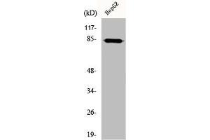 Western Blot analysis of HepG2 cells using DCAMKL2 Polyclonal Antibody (DCLK2 Antikörper  (N-Term))