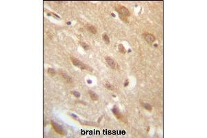 C7orf36 Antibody (Center) (ABIN657250 and ABIN2846348) immunohistochemistry analysis in formalin fixed and paraffin embedded human brain tissue followed by peroxidase conjugation of the secondary antibody and DAB staining. (YAE1D1 Antikörper  (AA 131-160))