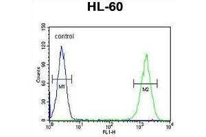 ZNF30 Antibody (N-term) flow cytometric analysis of HL-60 cells (right histogram) compared to a negative control cell (left histogram). (ZFP30 Antikörper  (N-Term))