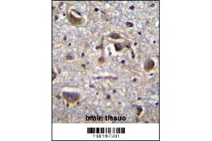 MAPK14 Antibody (Center T180/Y182) immunohistochemistry analysis in formalin fixed and paraffin embedded human brain tissue followed by peroxidase conjugation of the secondary antibody and DAB staining. (MAPK14 Antikörper  (AA 158-192))