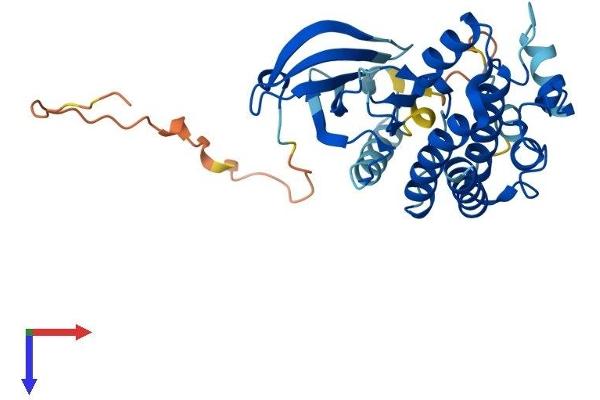 NEK6 Protein (AA 1-313) (His tag)