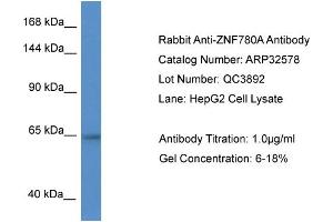WB Suggested Anti-ZNF780A Antibody   Titration: 1. (ZNF780A Antikörper  (N-Term))