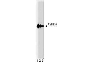 Western blot analysis of Flotillin-2 on human endothelial cell lysate. (Flotillin 2 Antikörper  (AA 122-379))