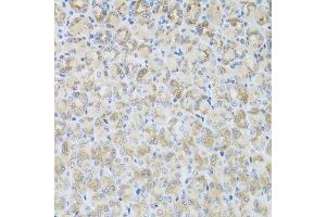 Immunohistochemistry of paraffin-embedded mouse stomach using ARFGAP3 antibody at dilution of 1:100 (x40 lens). (ARFGAP3 Antikörper)