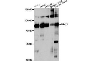 Western blot analysis of extracts of various cell lines, using BAG3 antibody. (BAG3 Antikörper)