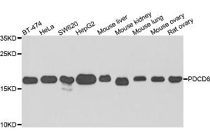 Western blot analysis of extracts of various cell lines, using PDCD6 antibody (ABIN5974030) at 1/1000 dilution. (PDCD6 Antikörper)