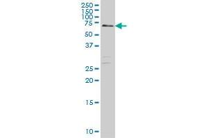 CARF monoclonal antibody (M03), clone 1E10 Western Blot analysis of CARF expression in Hela S3 NE . (CDKN2AIP Antikörper  (AA 1-579))
