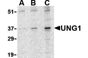 Western Blotting (WB) image for anti-Uracil-DNA Glycosylase (UNG) (N-Term) antibody (ABIN1031654)