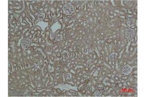 Immunohistochemistry (IHC) analysis of paraffin-embedded Mouse Kidney Tissue using HSP60 Polyclonal Antibody. (HSPD1 Antikörper)