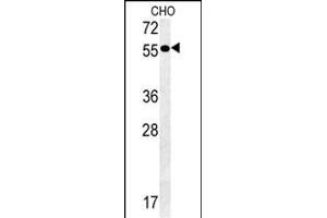 Y2A Antibody (C-term) (ABIN651607 and ABIN2840322) western blot analysis in CHO cell line lysates (35 μg/lane).