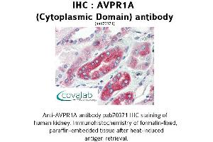 Image no. 1 for anti-Arginine Vasopressin Receptor 1A (AVPR1A) (Cytoplasmic Domain) antibody (ABIN1732147) (AVPR1A Antikörper  (Cytoplasmic Domain))