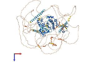 WNK4 Protein (AA 1-1243) (His tag)