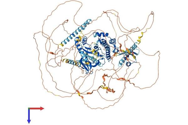 WNK4 Protein (AA 1-1243) (His tag)