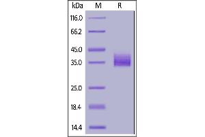 Biotinylated Human Siglec-15, His,Avitag (recommended for biopanning) on  under reducing (R) condition.